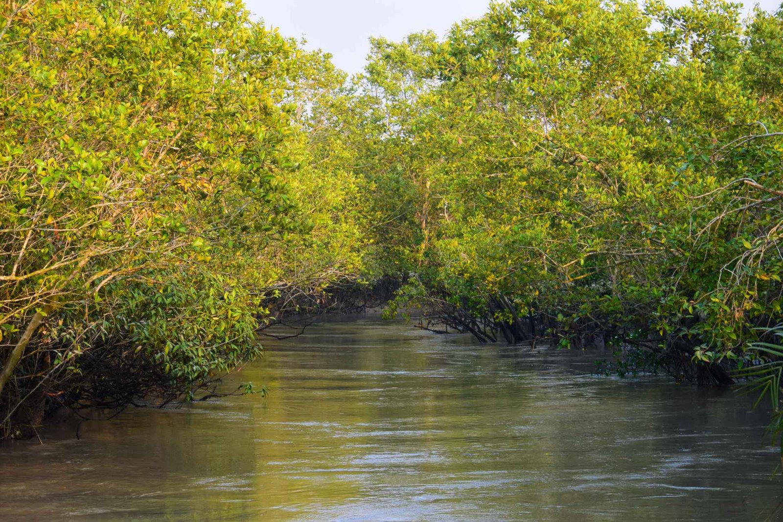 sundarban forest river