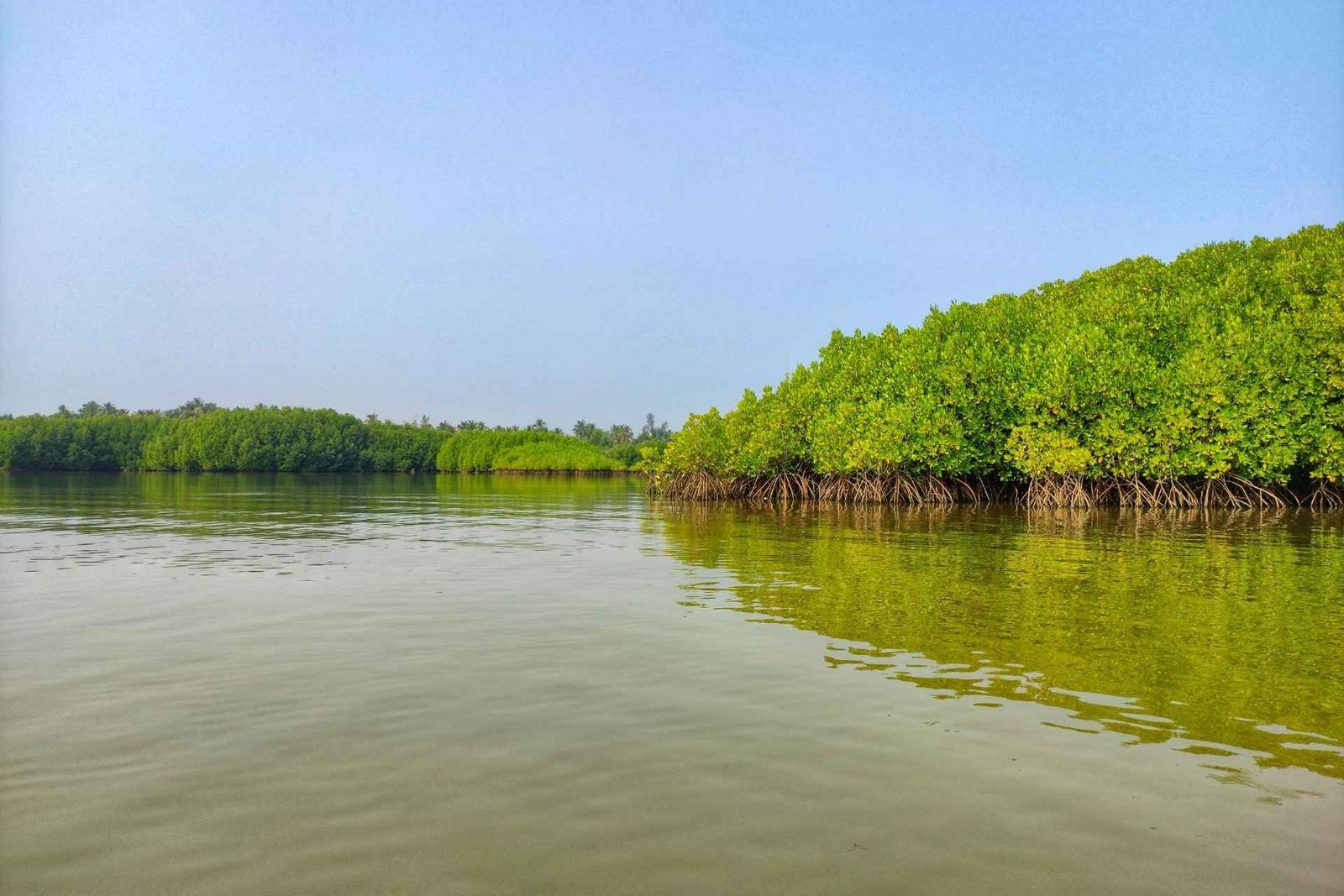 sundarban mangrove forest with river (1)