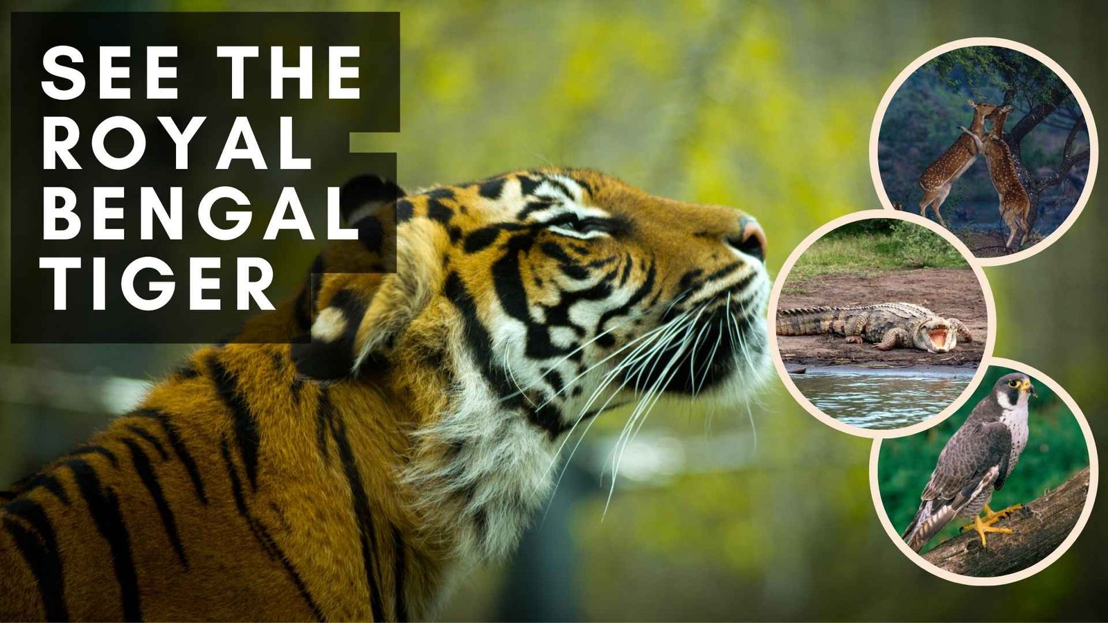 sundarban wildlife banner with tiger deers crocodile and falcon