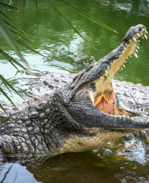 crocodile
