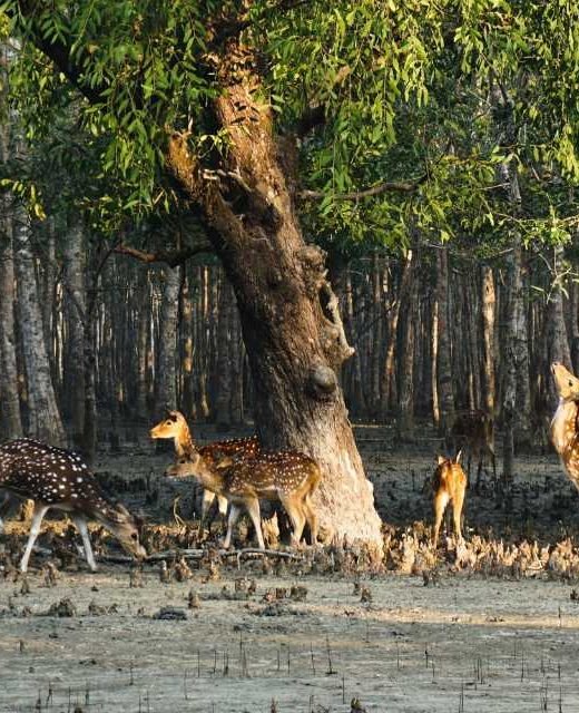 deers in sundarban forest