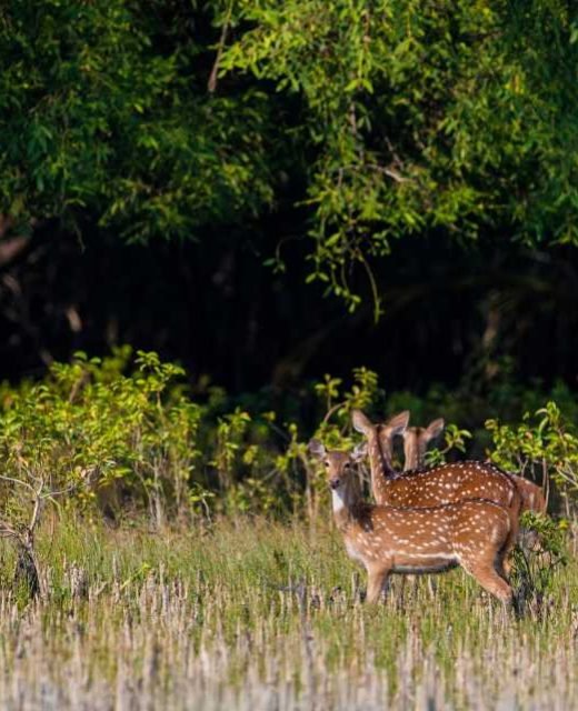 deers in sundarban