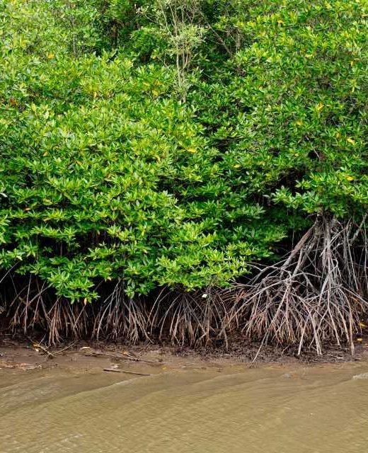 mangrove forest with river
