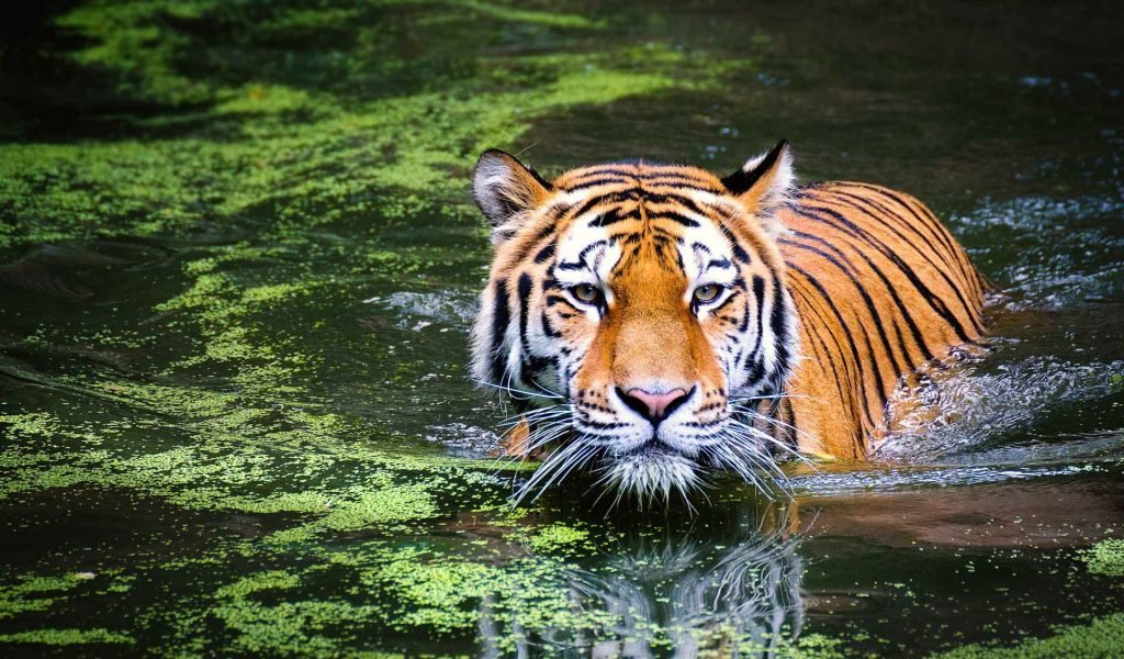 royal bengal tiger swimming
