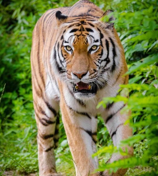 royal bengal tiger walking in sundarban forest (1)