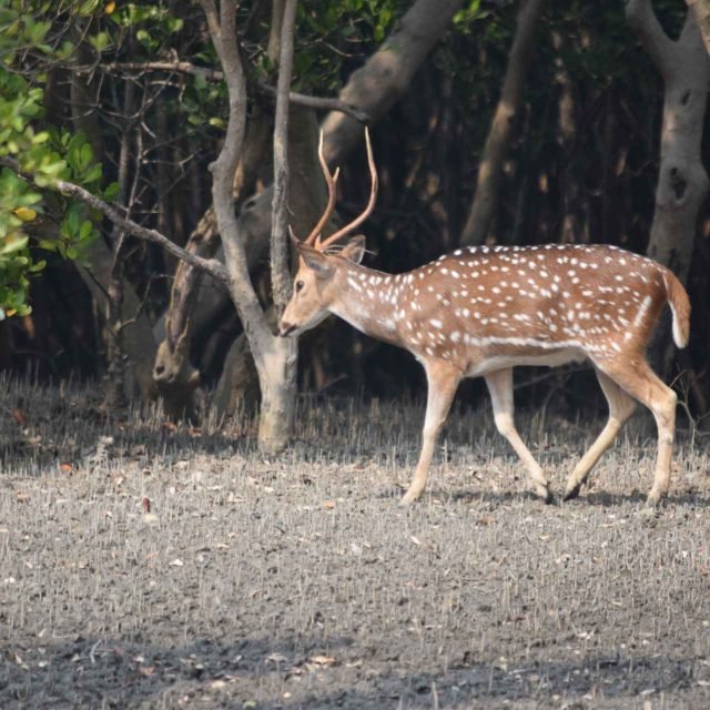 sundarban deers