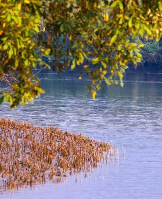 sundarban forest with river