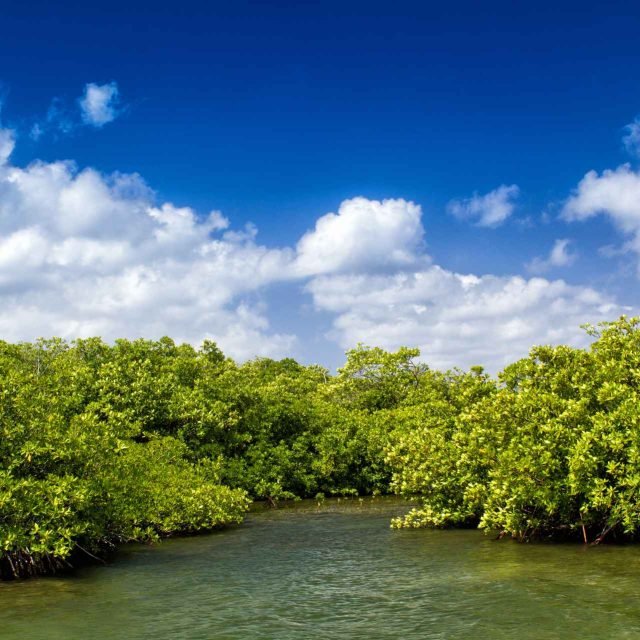 sundarban mangrove forest