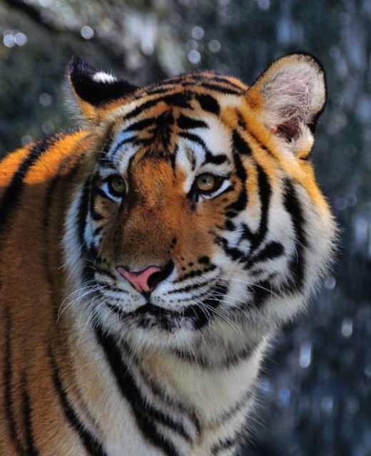 tiger looking for something