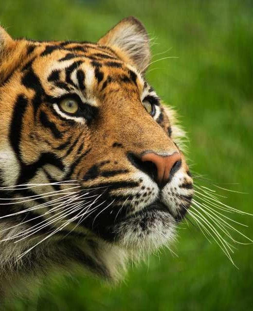 tiger